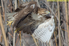 in flight